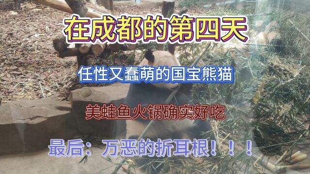 在成都的第四天,熊猫基地的大熊猫蠢萌又可爱,一个人吃自助美蛙鱼略显愚蠢,但好吃就完了