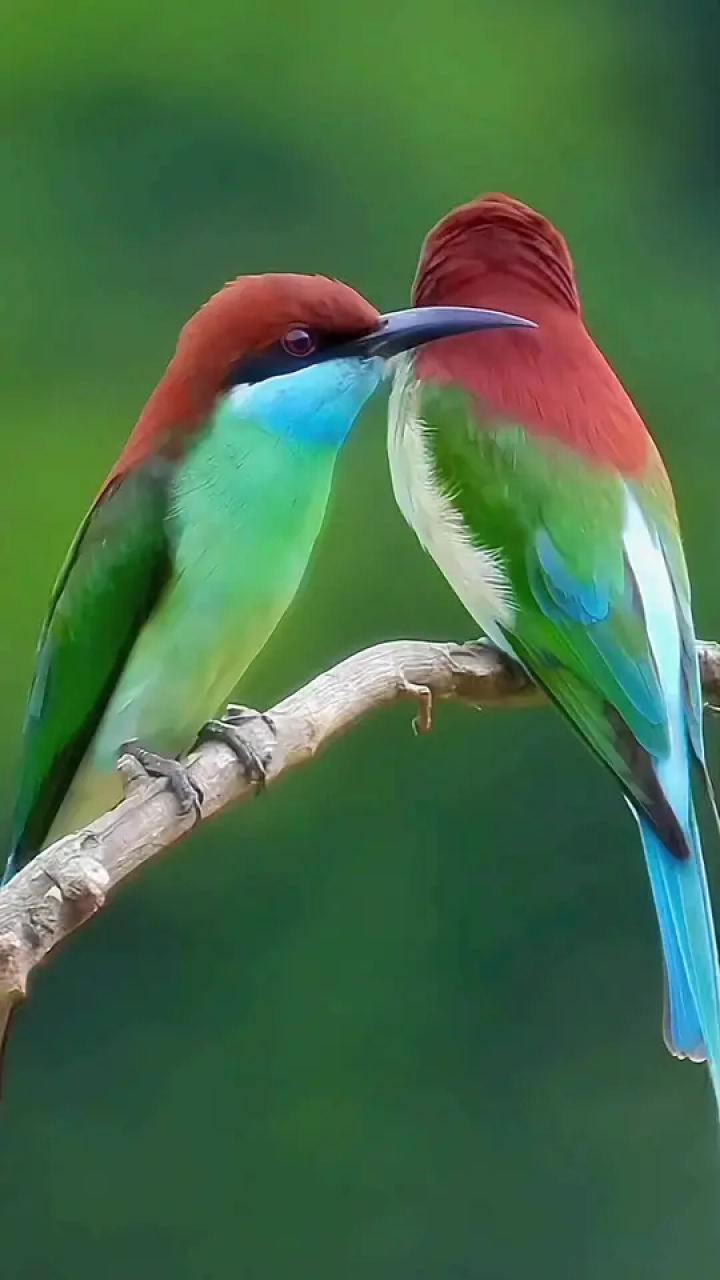 蓝喉蜂虎#爱情鸟 #恋爱季节 #野生动物