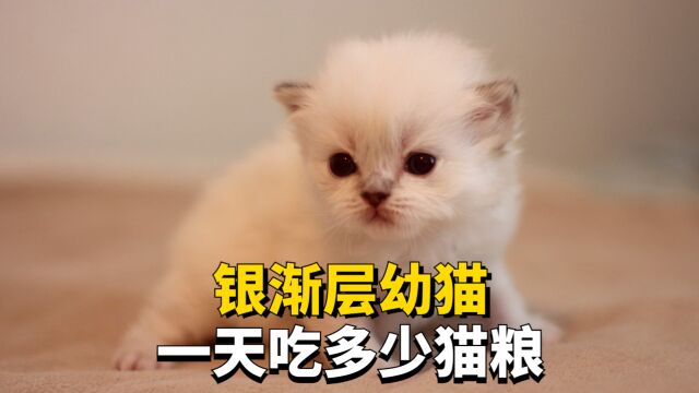 银渐层幼猫一天大概吃多少猫粮?新手铲屎官快来看看!