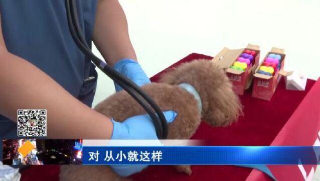 【聚焦十大文明行动】文明养犬社区行:普及文明养犬知识 提升文明养犬意识