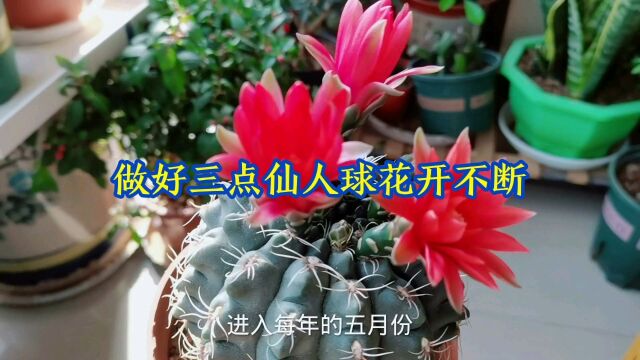 做好三点仙人球花开不断