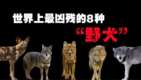 世界上最凶残的8种“野犬”，狮子都不敢轻易招惹的致命野兽！