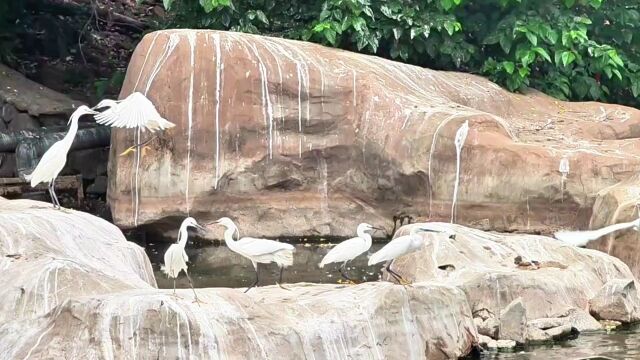 合肥野生动物园百鸟园