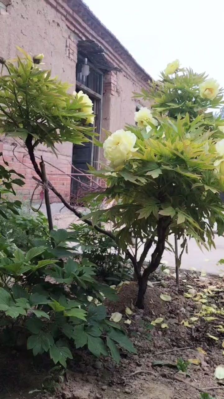 黄色牡丹老桩