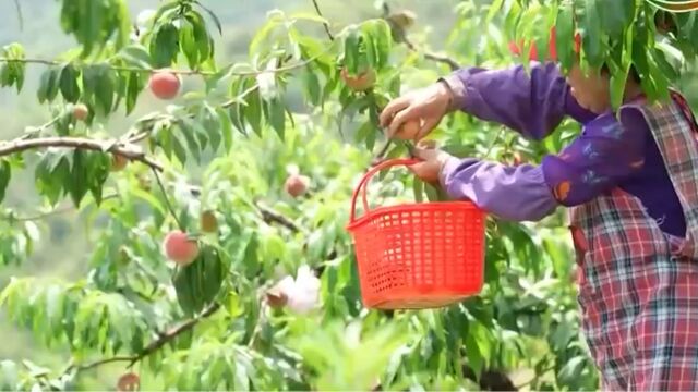 浙江金华蜜桃压满枝,漫山飘果香