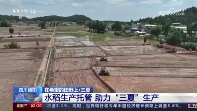 庆丰收 四川绵阳 水稻托管 助力三夏生产