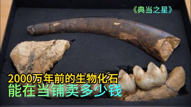 2000万年前生物化石,能在当铺卖多少钱,老板砍价从不手软