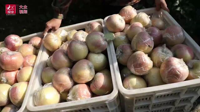 丨晚熟苹果错峰上市 映红果农致富路