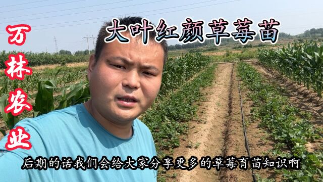 大叶红颜草莓苗品种来了,百亩育苗、六月匍匐茎涨势旺盛