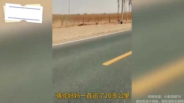 泪目!小骆驼意外出生在野外被牧民骑车带回,骆驼妈妈狂追20公里