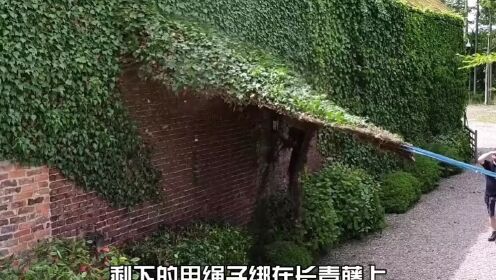 一整片常青藤脱落,过程超解压_高清1080P在线观看平台_腾讯视频