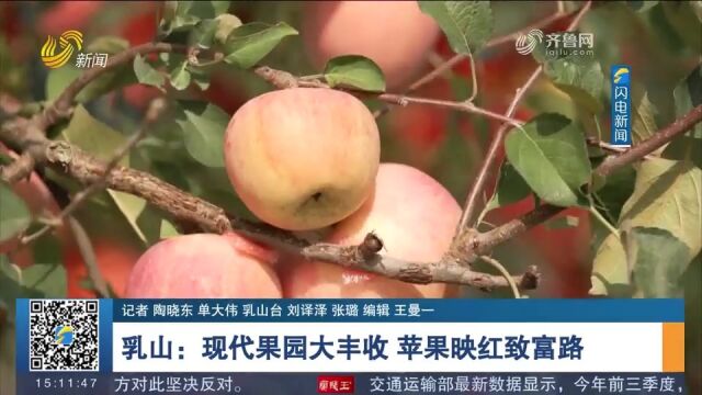 乳山:23万亩苹果喜获丰收,现代果园品种多产量高,助力增收致富