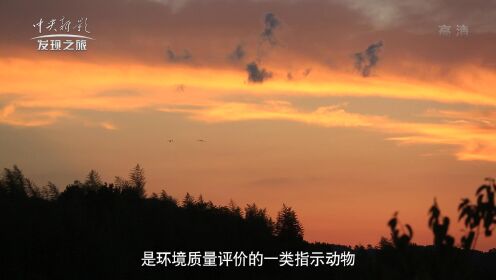 发现之旅《精彩视界》“魅力中国 遇见梁平”第二集（一只鸟)