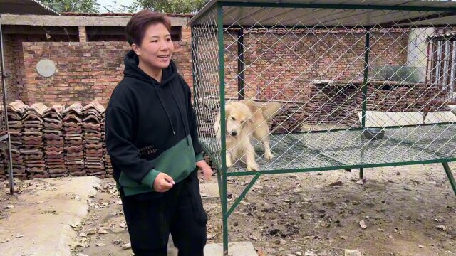 带自家柯基来本地最好的犬舍相亲,看见满院子的血统狗,都震惊了