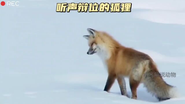 狐狸的听觉太灵敏了,看狐狸雪地里听声辩位