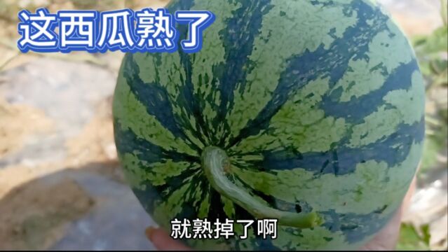 农民专家现场教大家摘西瓜只看一个地方,包你个个都是熟西瓜