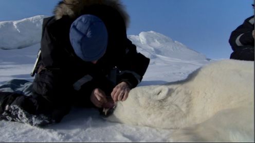 变暖北极圈里的原住民还好吗？用麻醉枪撂倒北极熊为健康检查！