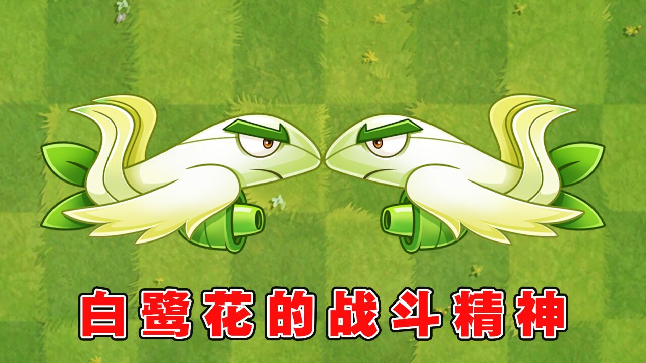 植物大战僵尸2:身为机长的白鹭花战机,拥有不可磨灭的精神!