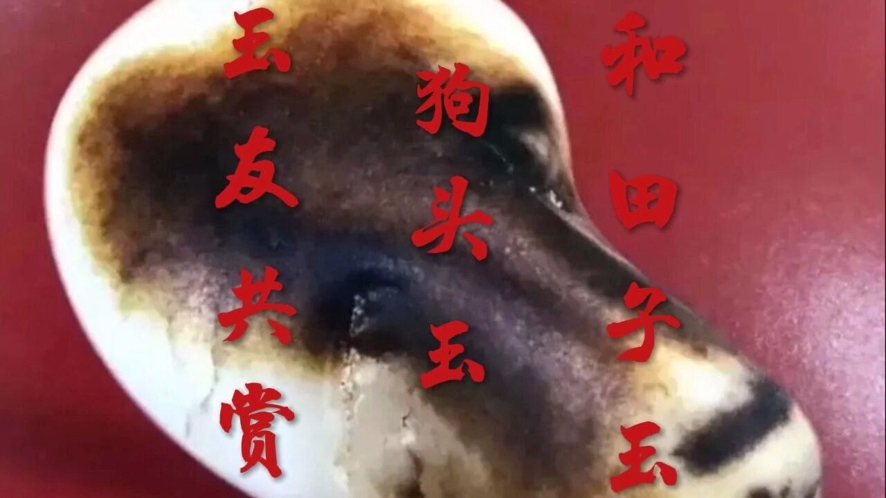 新疆和田玉石巴扎再现"狗头玉",又将诞生一个新的奇迹!