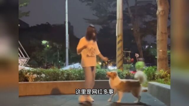 女孩教狗狗跳舞,狗狗跳得舞姿优美,网友:全网最帅的舞伴