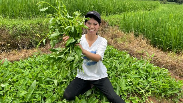 江西农村爬藤空心菜,新鲜嫩绿的水蓊菜,你们吃过吗?