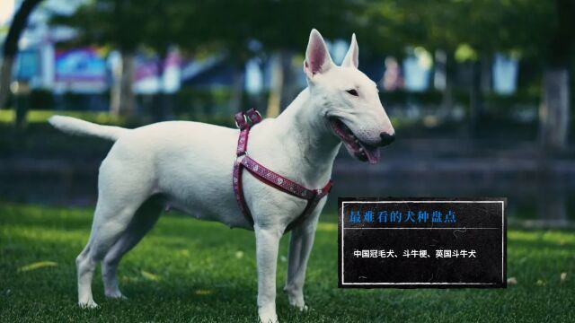 最难看的犬种盘点中国冠毛犬、斗牛梗、英国斗牛犬