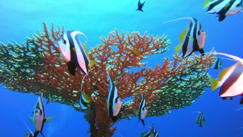 令人惊叹的水下世界-热带鱼，珊瑚礁