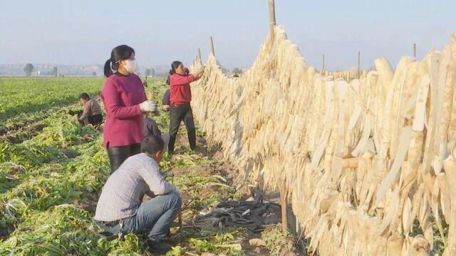 蔡村乡西柏村:白玉萝卜试种成功 拓宽群众增收道路