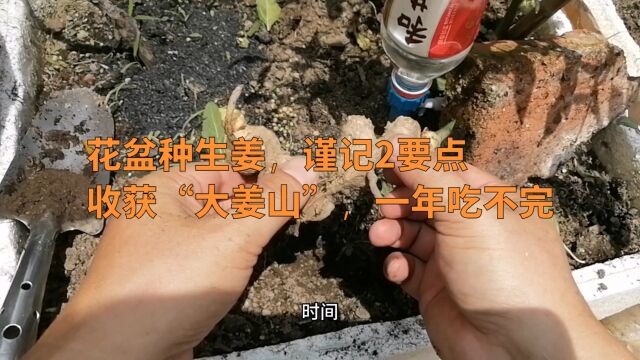 花盆种生姜,谨记2要点,收获“大姜山”,一年吃不完