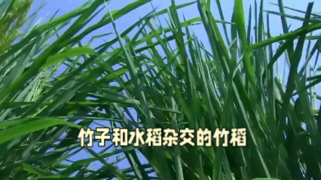 竹子和水稻杂交的竹稻,亩产1000公斤,每斤20元