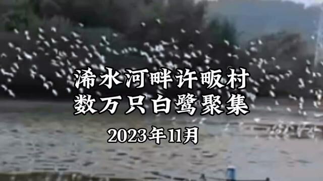 近日数万只白鹭聚集湖北省浠水县浠水河畔许畈村#白鹭 #生态环境 #寻美浠水 #手机摄影 #游钓江湖