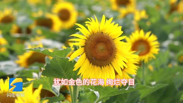 金色花海绚烂夺目 济宁西支河畔向日葵花开正艳