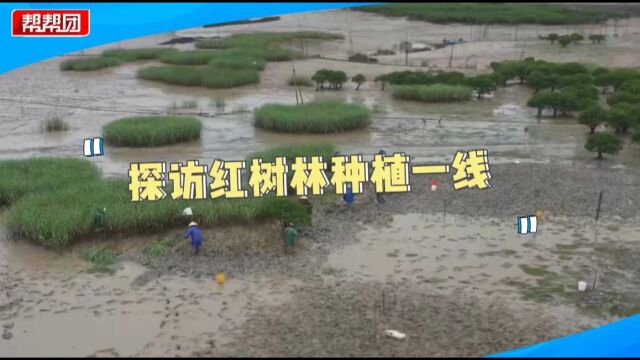 顶着烈日种秋茄 记者沉浸式体验种植过程 见证海洋生态建设成效