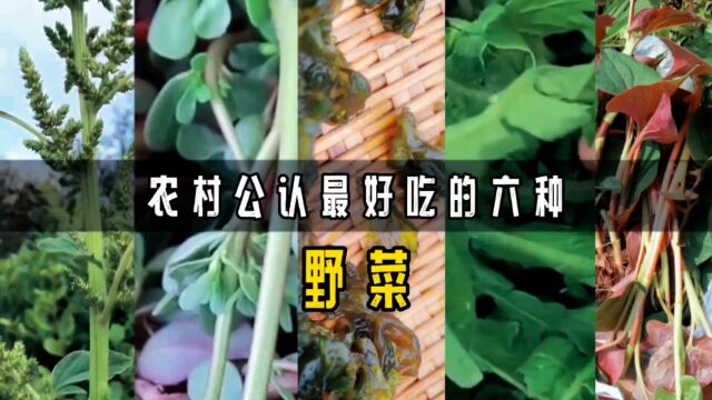 农村好吃的6种野菜,你吃过几种?