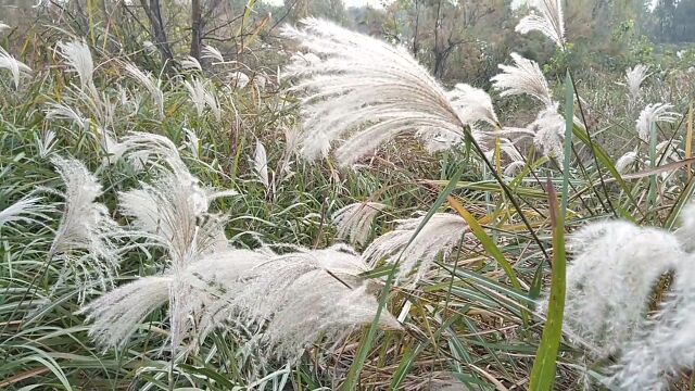 郑州黄河滩冬季掠影,芦苇花遍地,是拍照打卡好去处