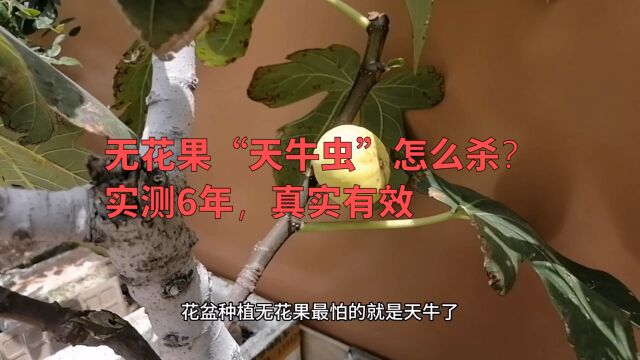 无花果长了“天牛”怎么办?教你2招,简单有效