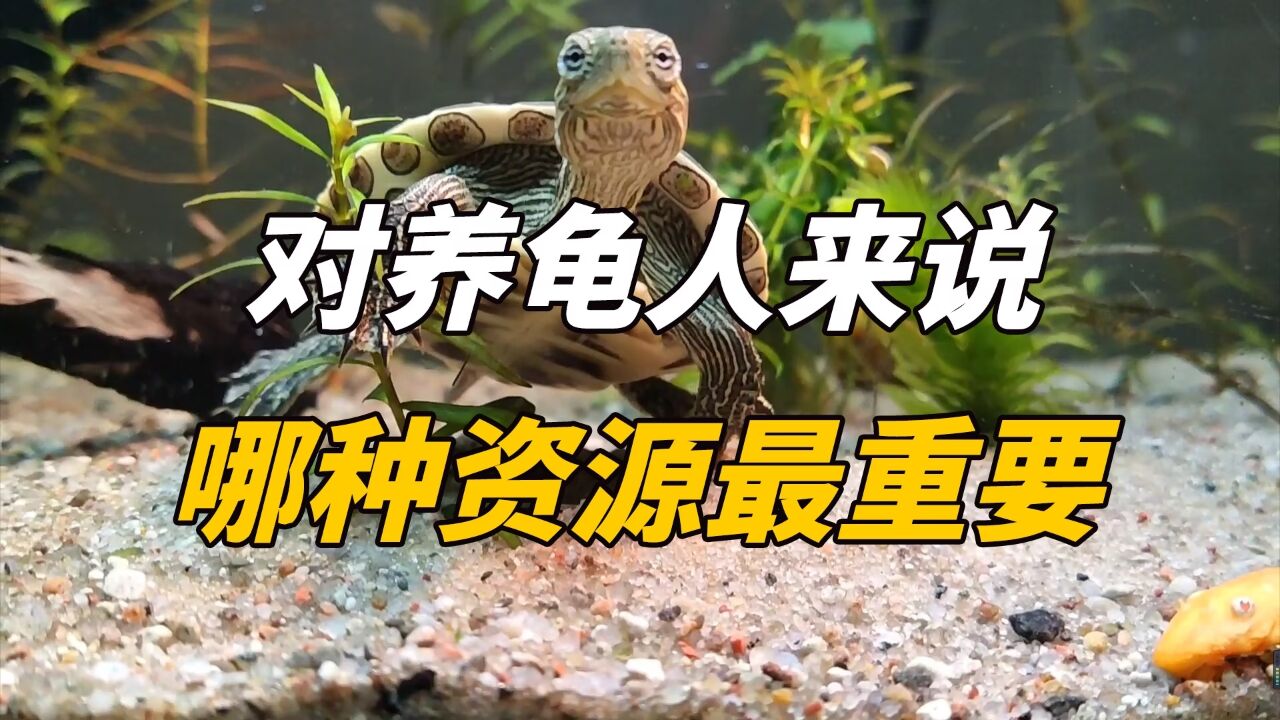 对养龟人来说，钱真不是什么大问题!_高清1080P在线观看平台_腾讯视频