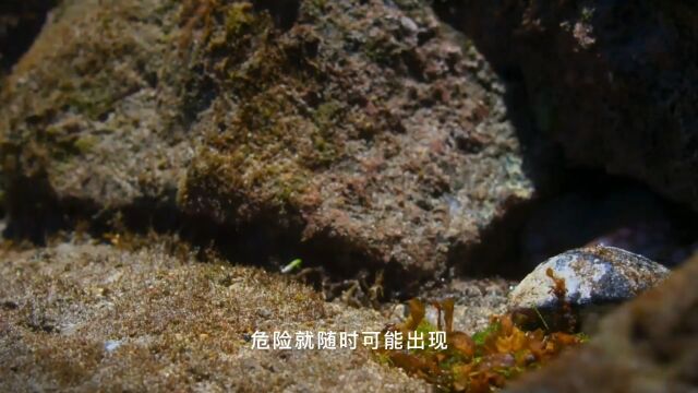 螃蟹的坚强求生之路2