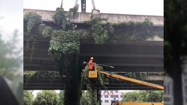 暴雨突袭 成都市公园城市园林绿化管护中心快速应对突发事件