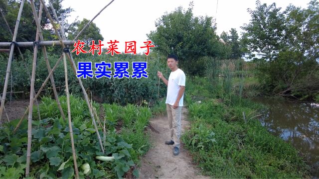 菜园子蔬菜,一个接一个成熟了,看着丰收的果实真欣慰