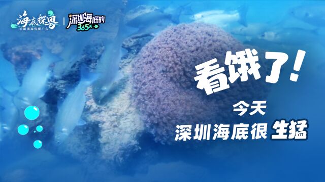 看饿了!今天深圳海底很“生猛”