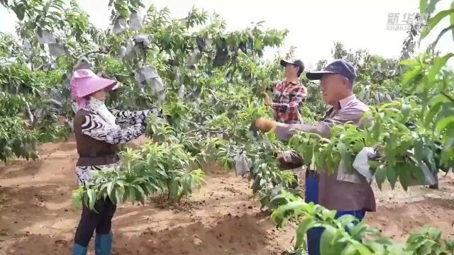 河北古冶:矿山复绿展新颜