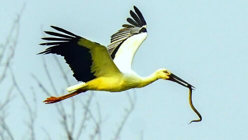 湿地生态环境对濒危鸟类东方白鹳有多重要？已被迫南迁创最早记录