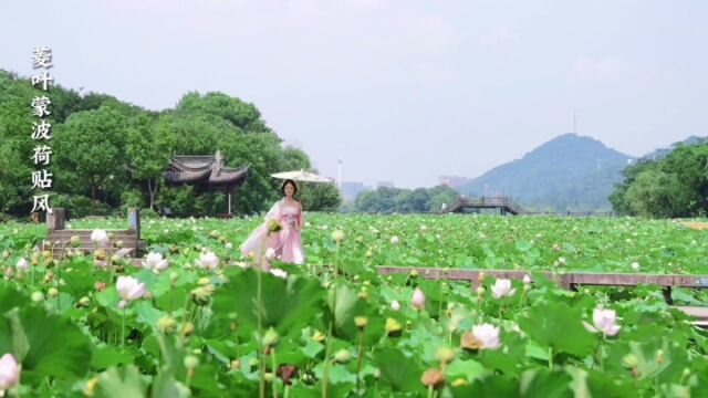 万亩荷花池中乘坐摇橹船,感受慢时光,好不惬意