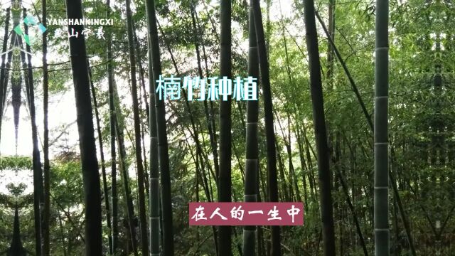 退耕还竹我在乡村种植楠竹