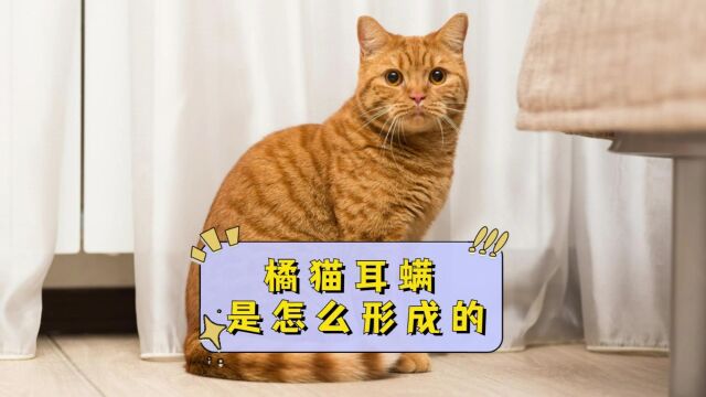 橘猫的耳螨是怎么引起的?原来是这几点!