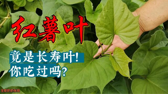 人称“长寿叶”的红薯叶,它的好处和价值,你还不知道吧!