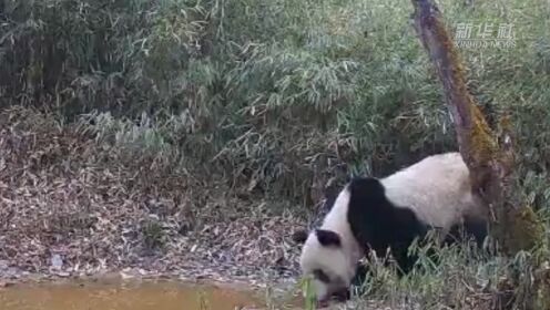 成都崇州：红外相机多次拍摄到同一只野生大熊猫影像
