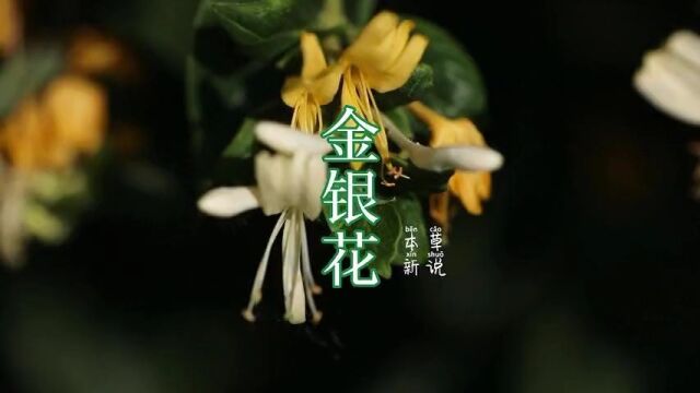 植物科普 我的乡村生活 金银赚尽世人忙,花发金银满架香,金银花,你的家乡有吗?