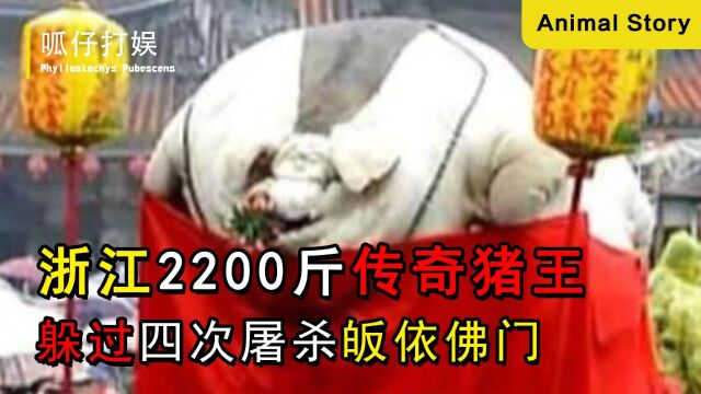 浙江2200斤传奇猪王,一生躲过四次屠杀,最终皈依佛门成猪中明星?